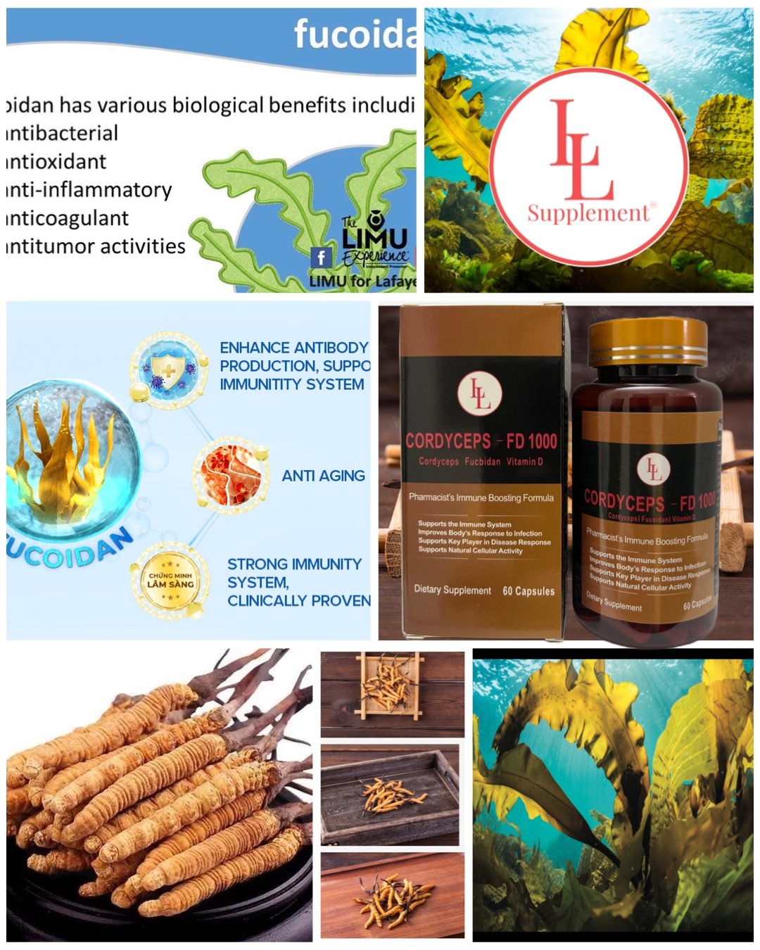 The anti-cancer effects of fucoidan: a review of both in vivo and in vitro investigations - L & L Supplement LLC